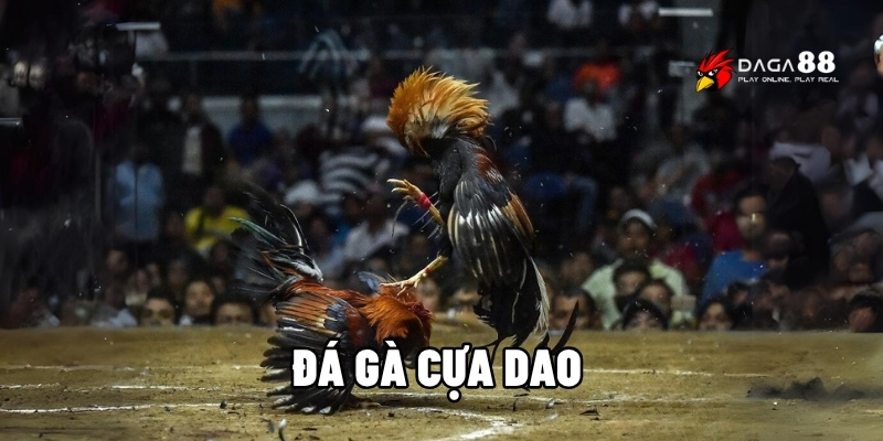 Đá gà cựa dao