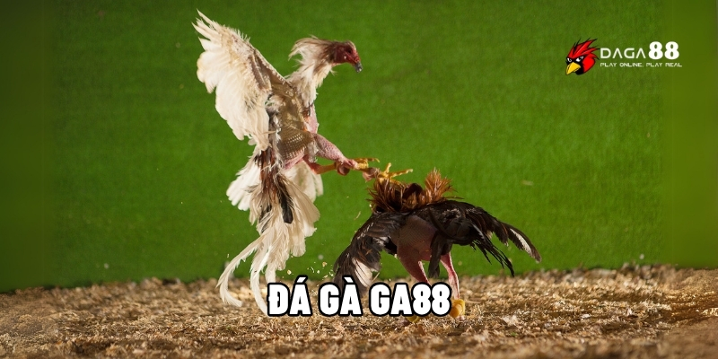 Đá Gà GA88 – Mãn Nhãn Từng Đòn, Thưởng Nổ Cực Đã 1 Đá gà GA88