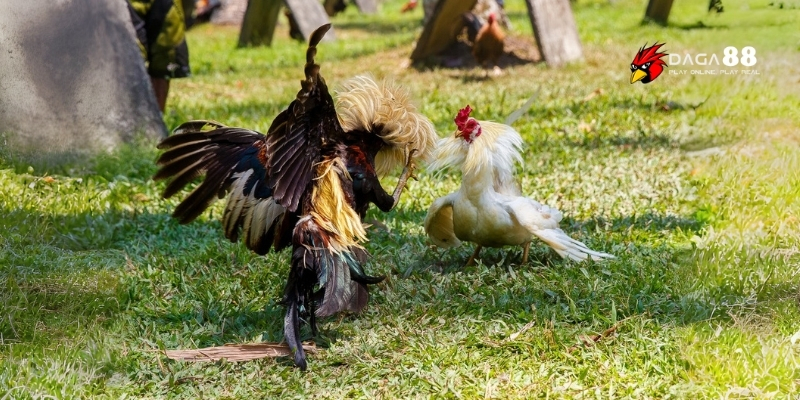 Đá Gà GA88 – Mãn Nhãn Từng Đòn, Thưởng Nổ Cực Đã 3 Trải nghiệm hình thức thi đấu hấp dẫn làm say mê người xem