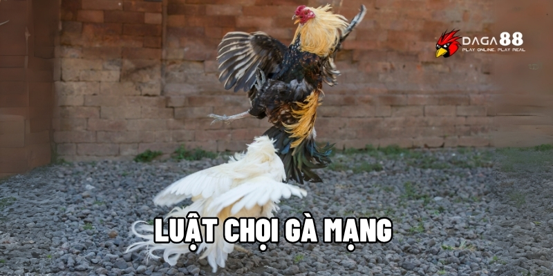 Luật chọi gà mạng
