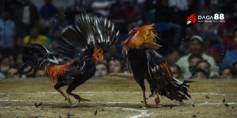GA88 mở lối lợi thế khi chơi chọi gà mạng cực cuốn hút