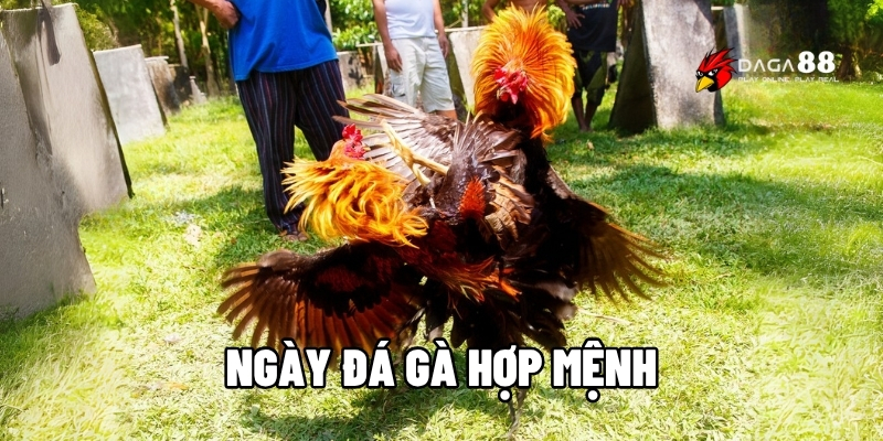 Ngày đá gà hợp mệnh