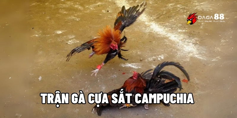 Trận gà cựa sắt Campuchia